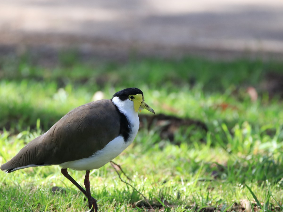 Avefría Militar - ML646478735