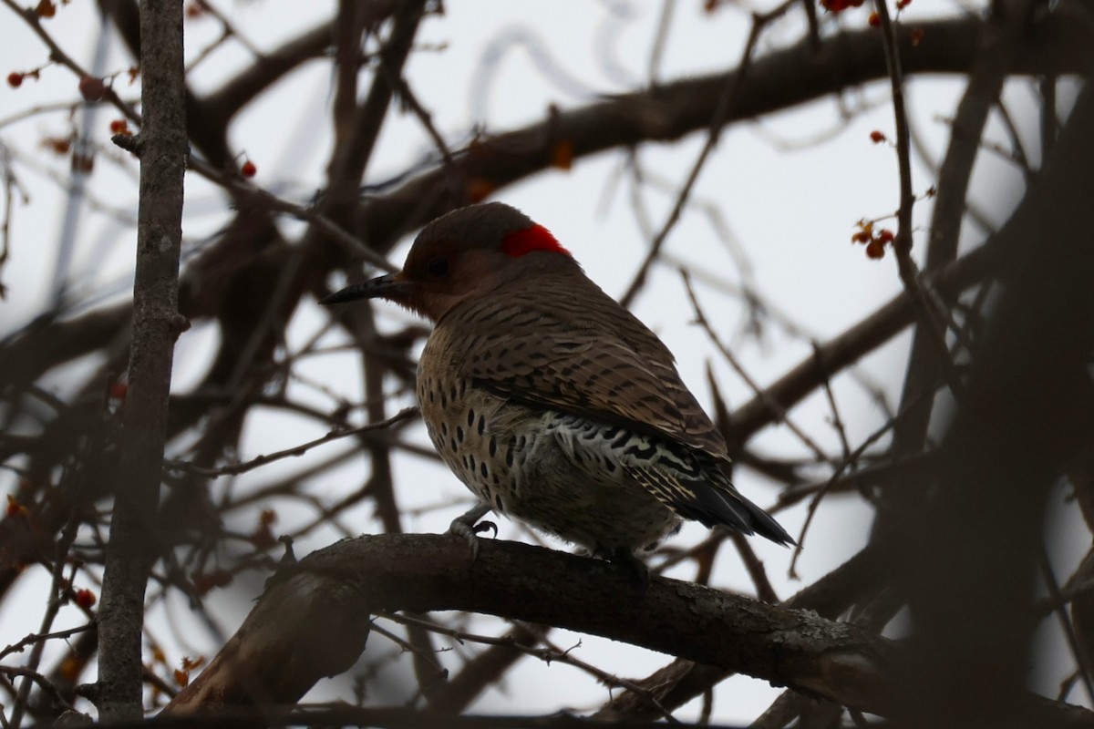 datel zlatý - ML646478736