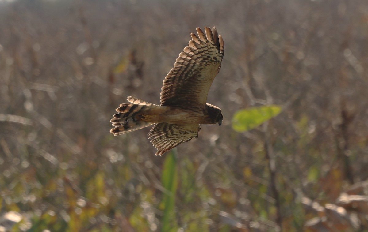 Northern Harrier - ML646478740