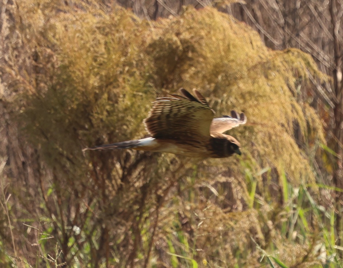 Northern Harrier - ML646478741
