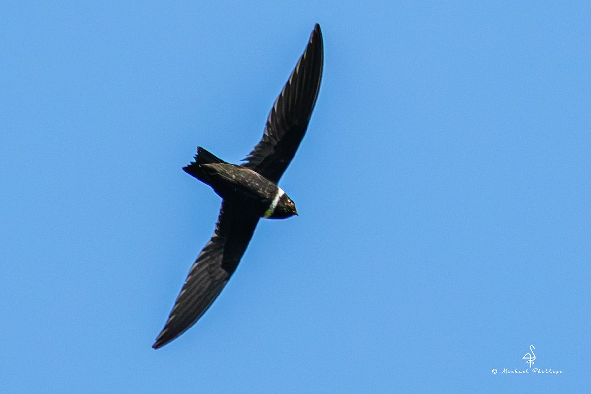 White-collared Swift - ML646478742