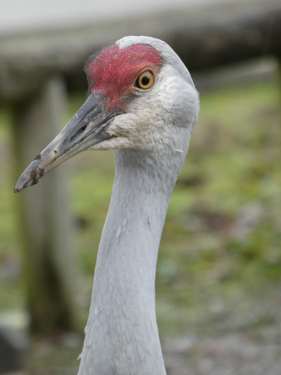 jeřáb kanadský - ML646478744