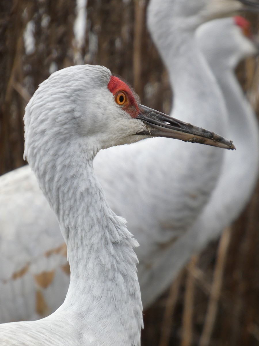 jeřáb kanadský - ML646478745