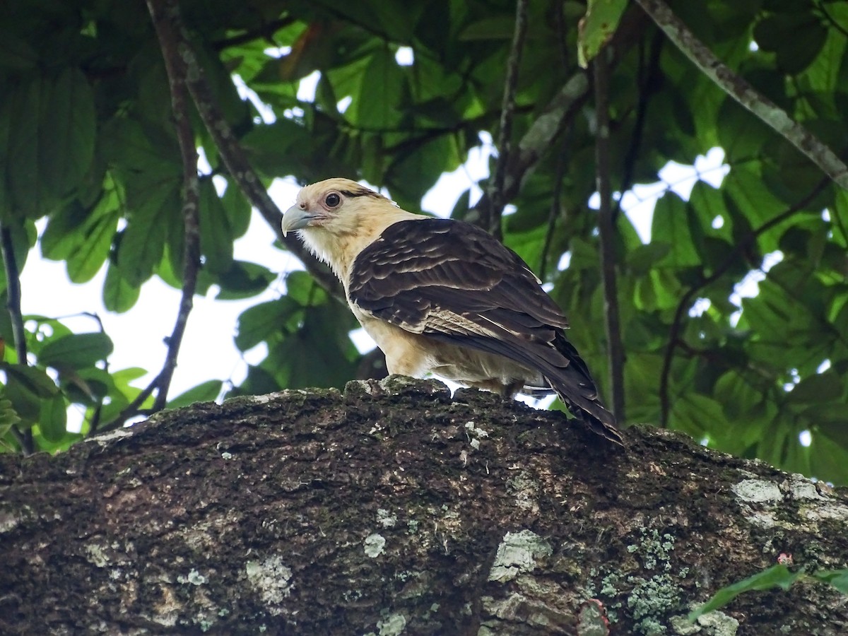 Yellow-headed Caracara - ML646478750