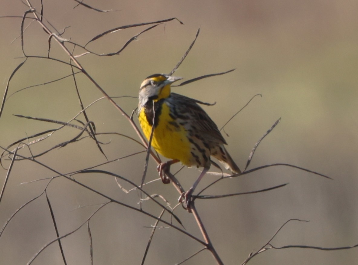 Eastern Meadowlark - ML646478753