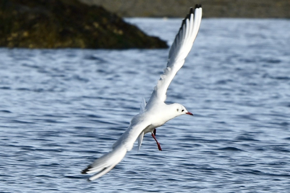 Black-headed Gull - ML646478754