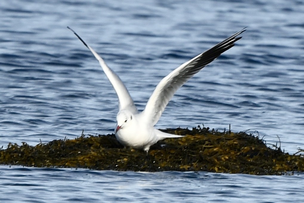Black-headed Gull - ML646478755