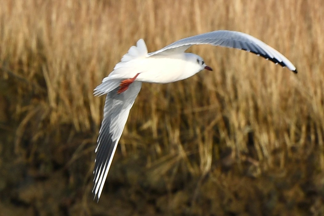Black-headed Gull - ML646478756