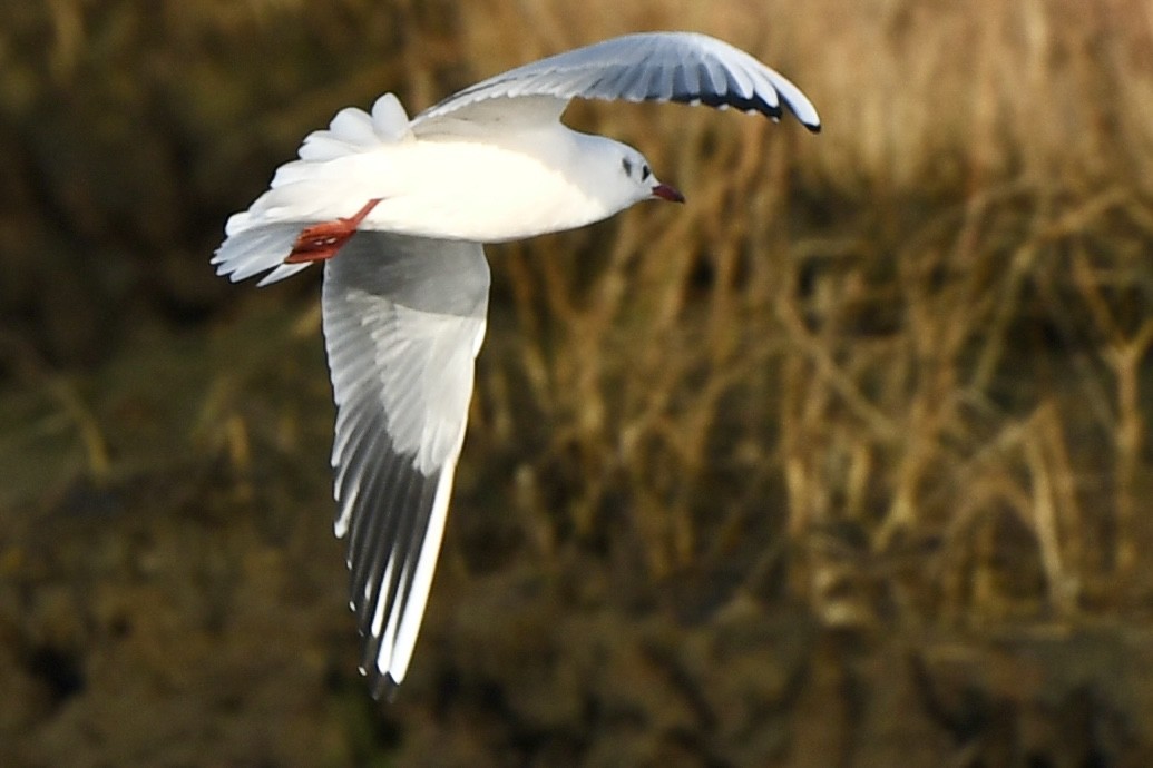 Black-headed Gull - ML646478757