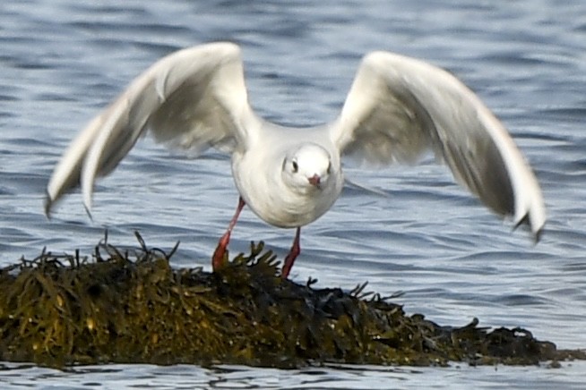 Black-headed Gull - ML646478758