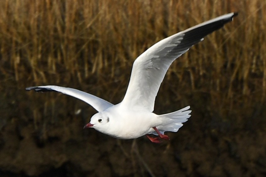 Black-headed Gull - ML646478759