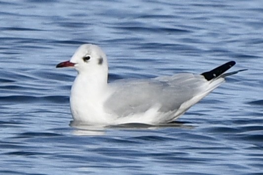 Black-headed Gull - ML646478760