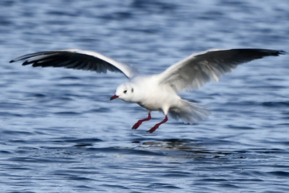 Black-headed Gull - ML646478761