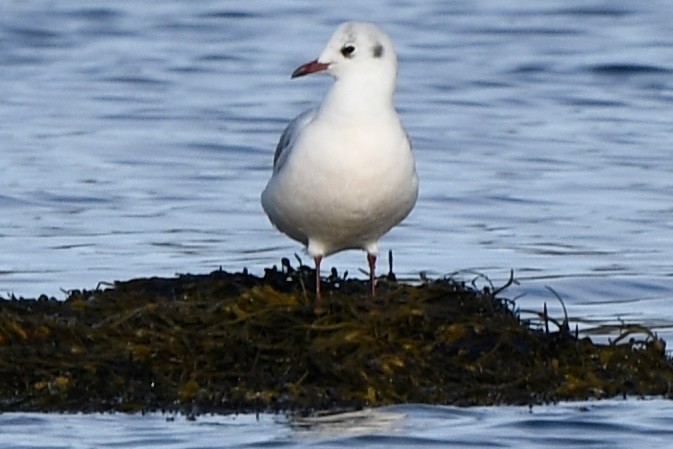 Black-headed Gull - ML646478762