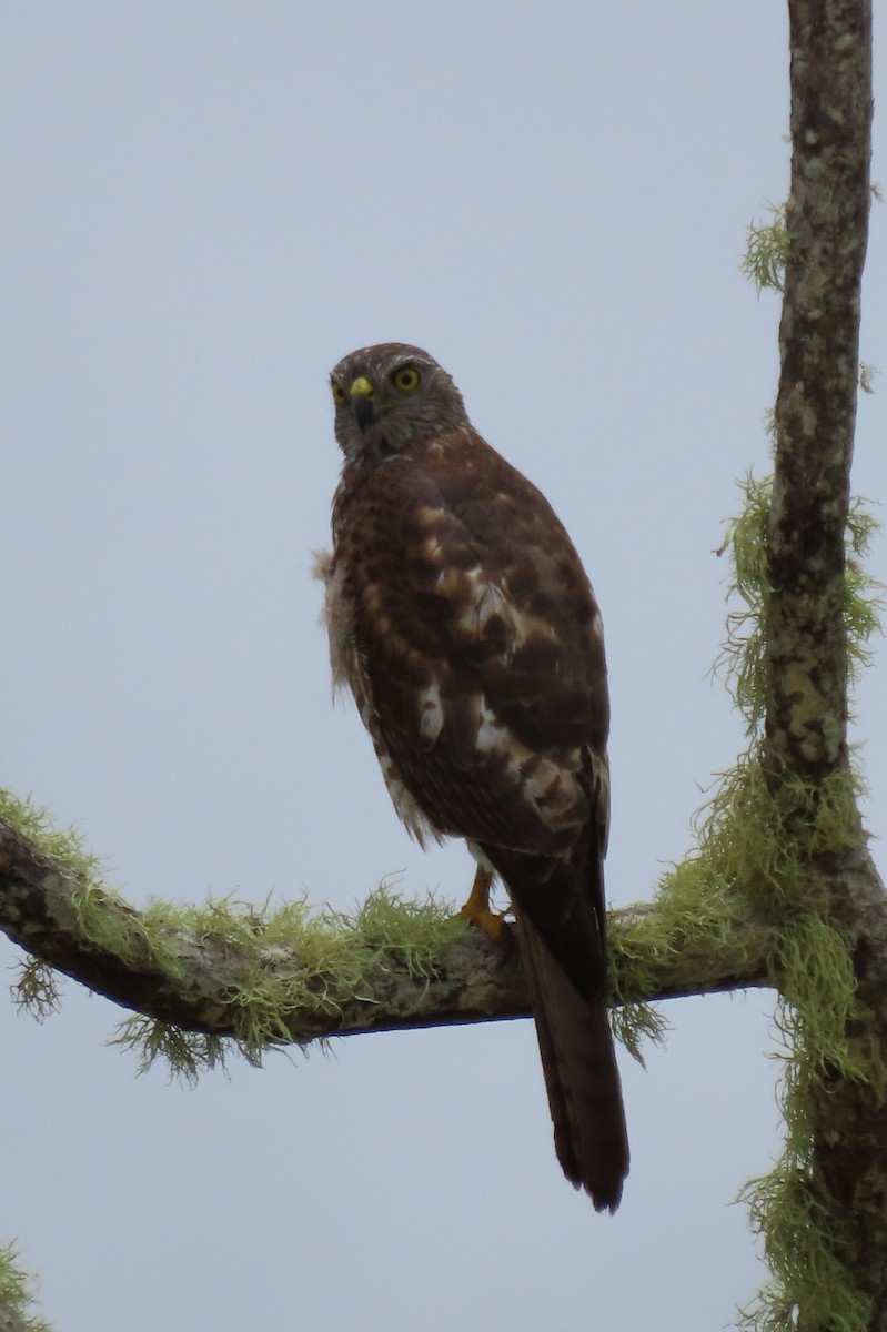 Brown Goshawk - ML646478763