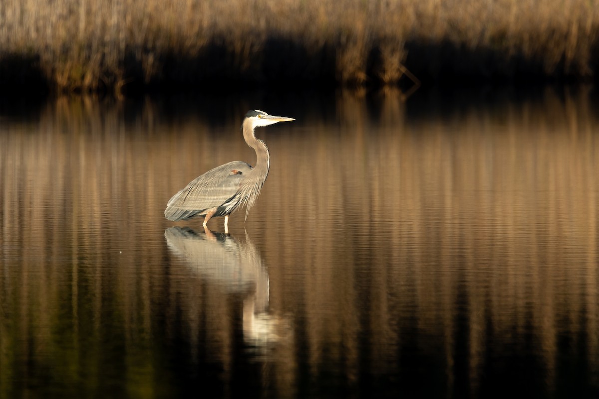 Kanadareiher [herodias-Gruppe] - ML646478764