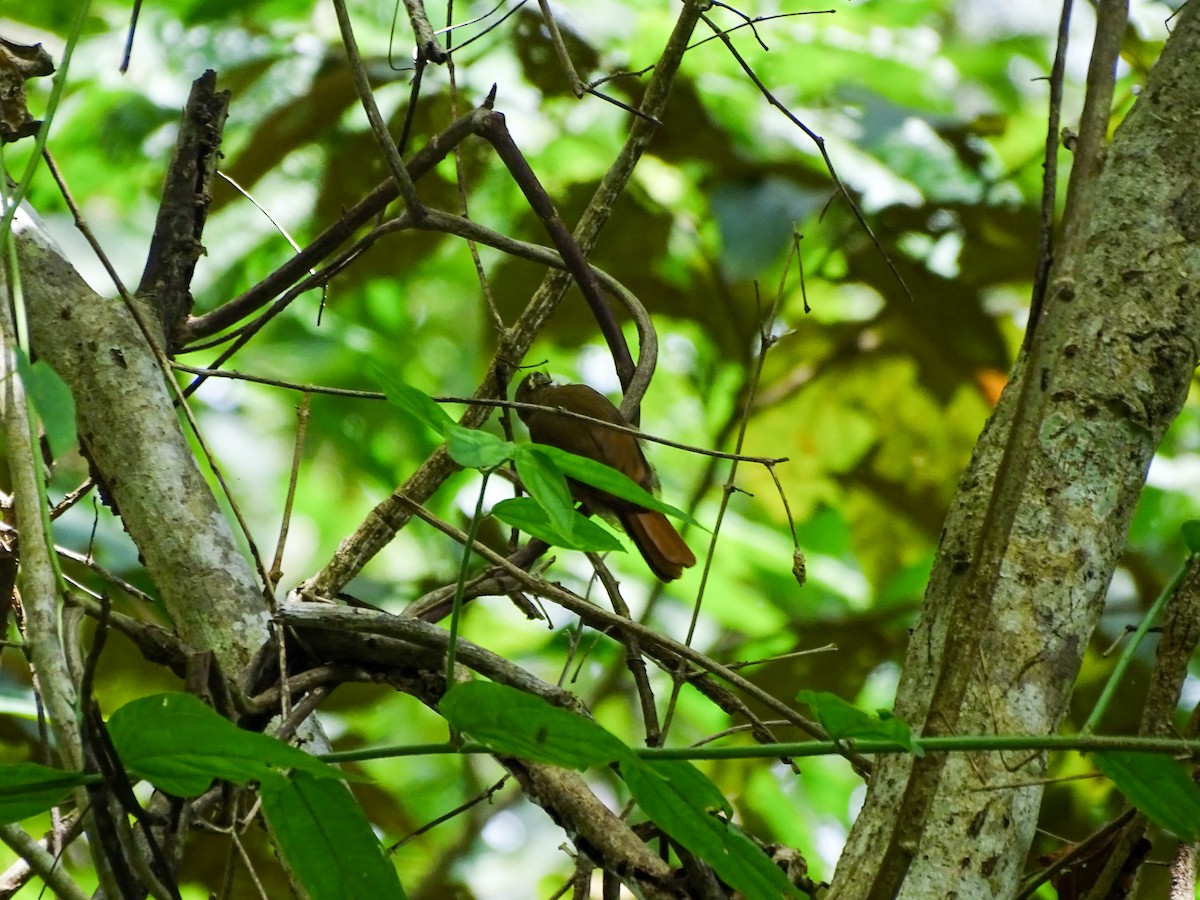 Northern Plain-Xenops - ML646478765