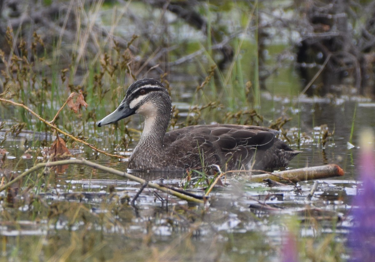 stripeand - ML646478767
