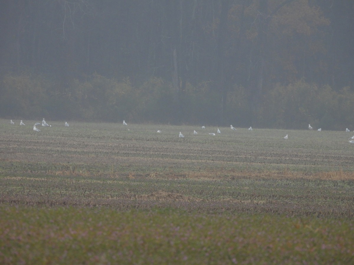 Ring-billed Gull - ML646478768