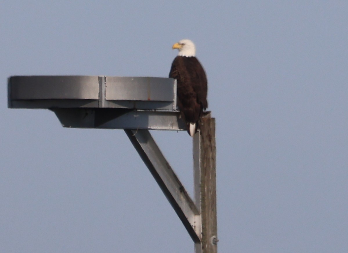 Bald Eagle - ML646478769