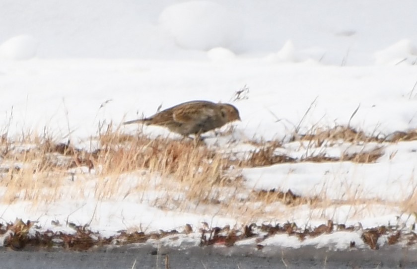 Chestnut-collared Longspur - ML646478770