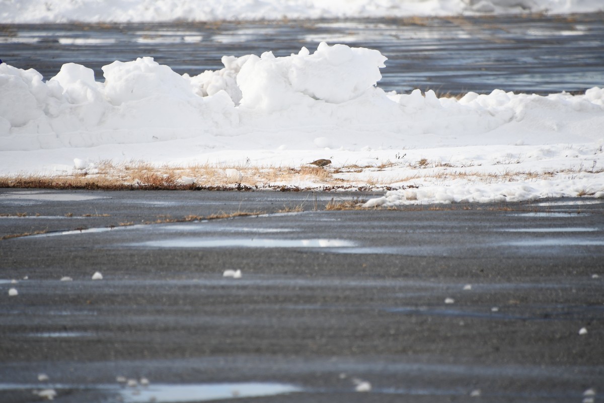 Chestnut-collared Longspur - ML646478771
