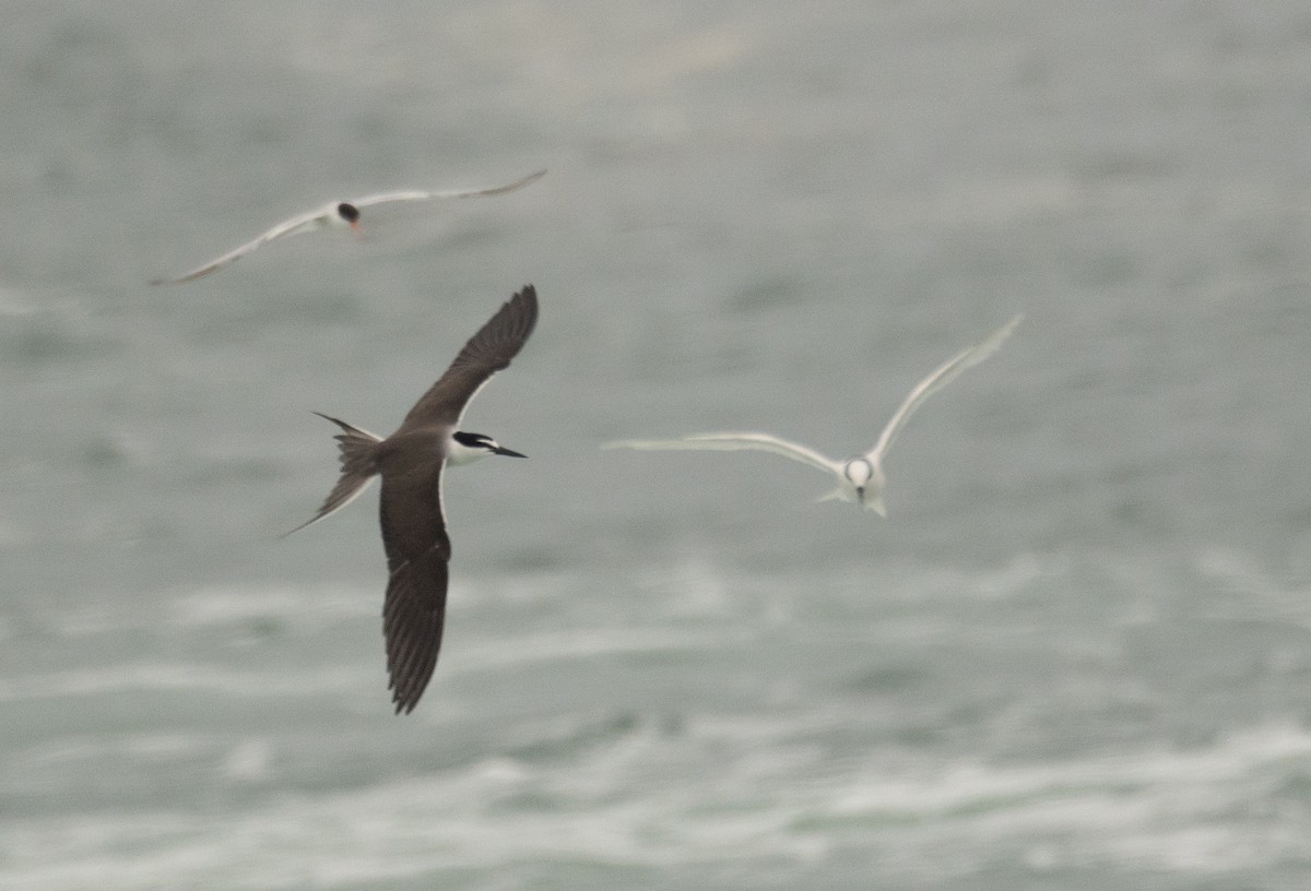 Bridled Tern - ML646478772