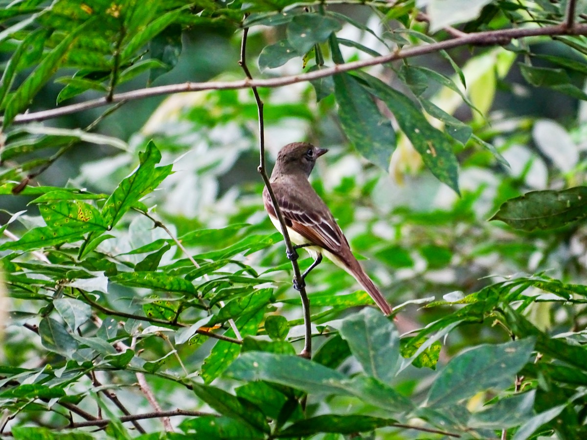Great Crested Flycatcher - ML646478773