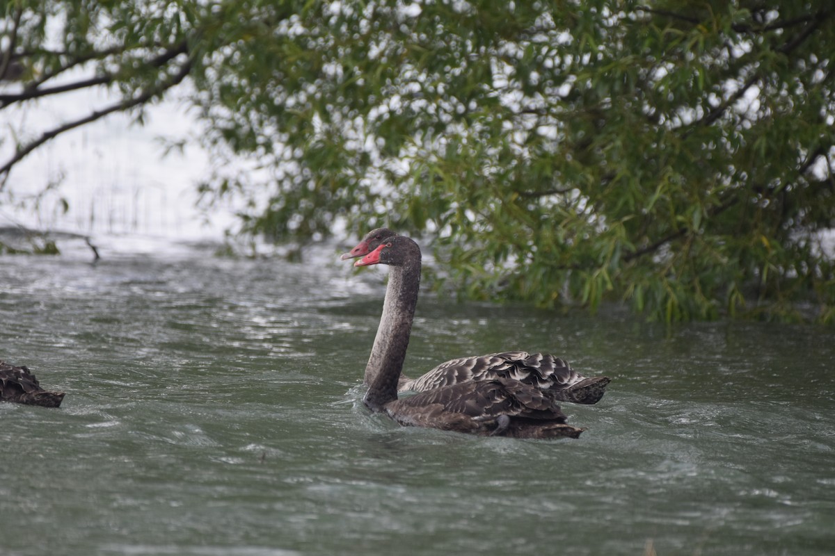 Black Swan - ML646478774