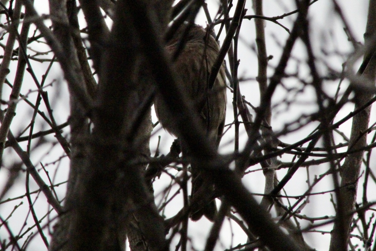 House Finch - ML646478775