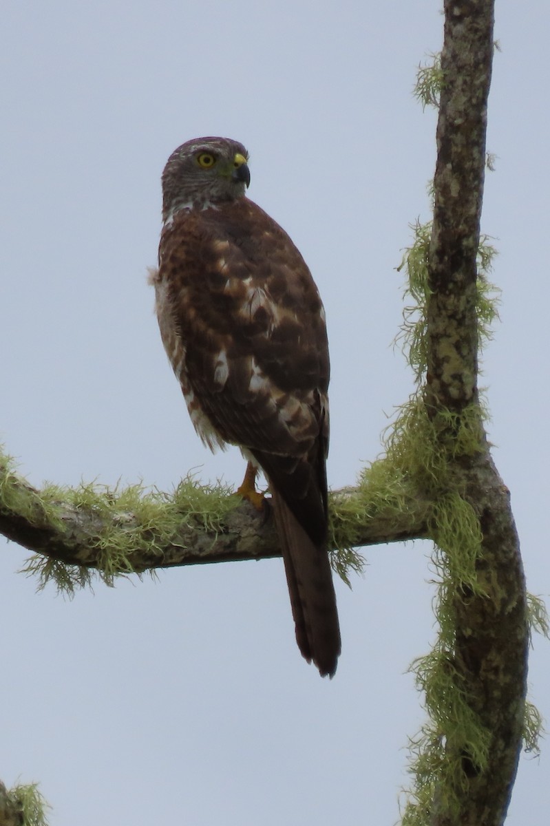 Brown Goshawk - ML646478776