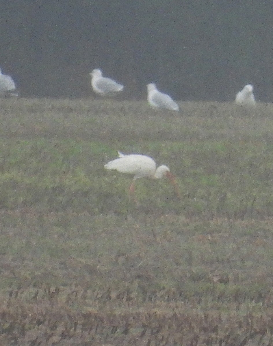 White Ibis - ML646478777