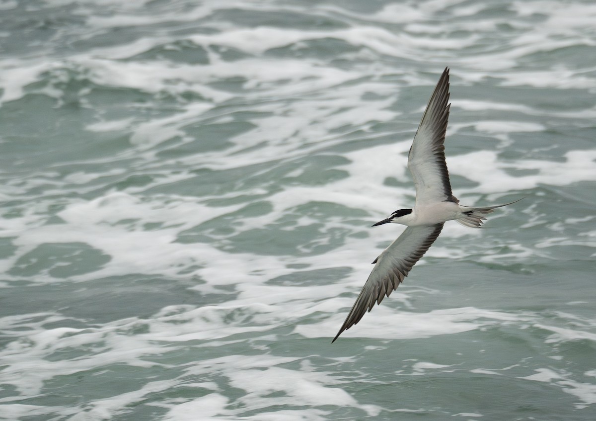 Bridled Tern - ML646478779