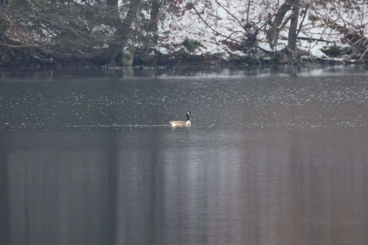 Canada Goose - ML646478780
