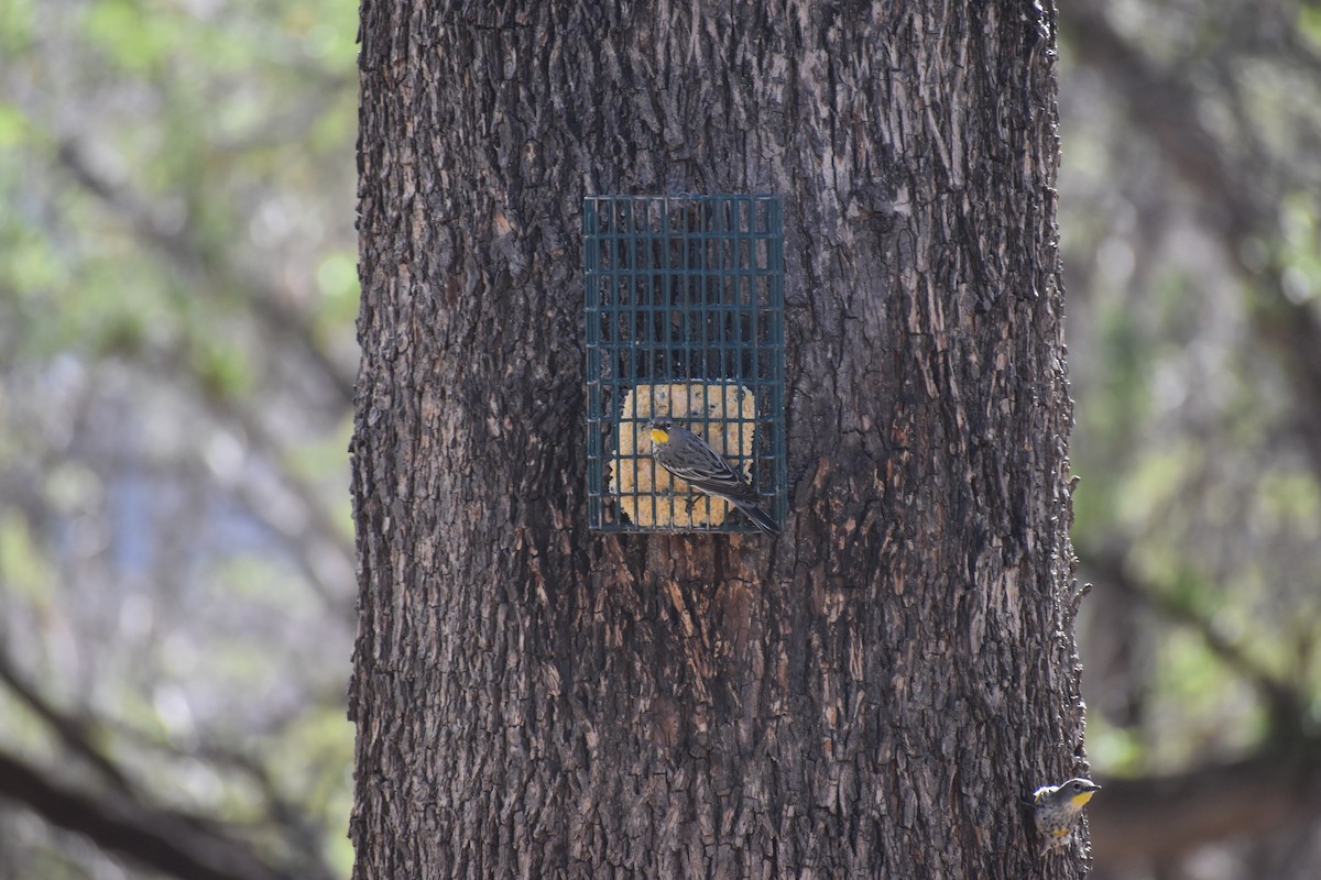 Yellow-rumped Warbler (Audubon's) - ML646478781