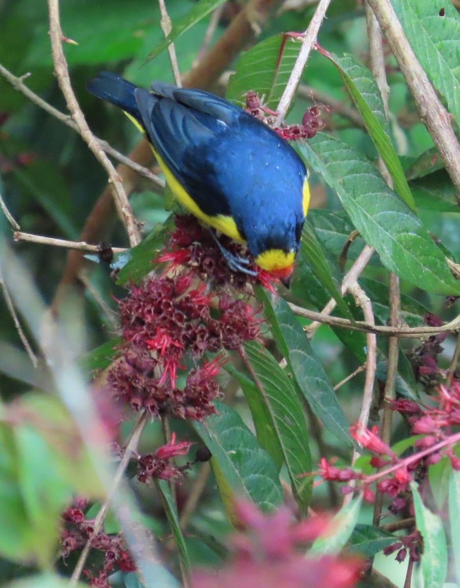 Thick-billed Euphonia - ML646478782