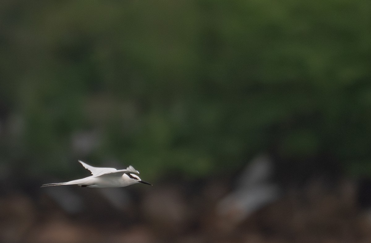 Black-naped Tern - ML646478783