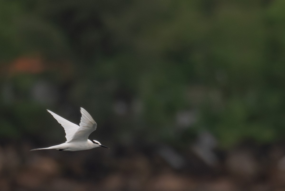 Black-naped Tern - ML646478784