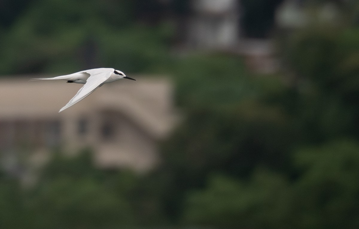 Black-naped Tern - ML646478785
