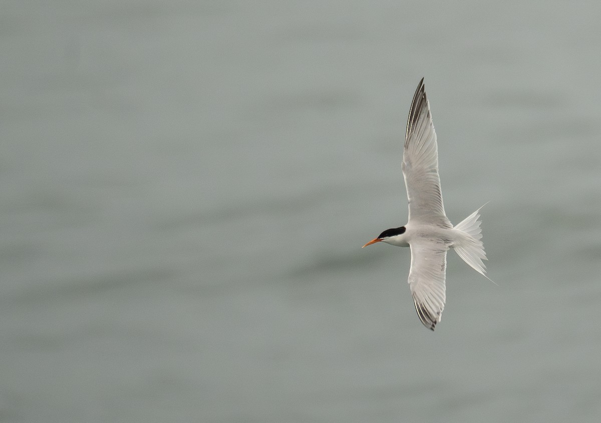 Roseate Tern - ML646478787