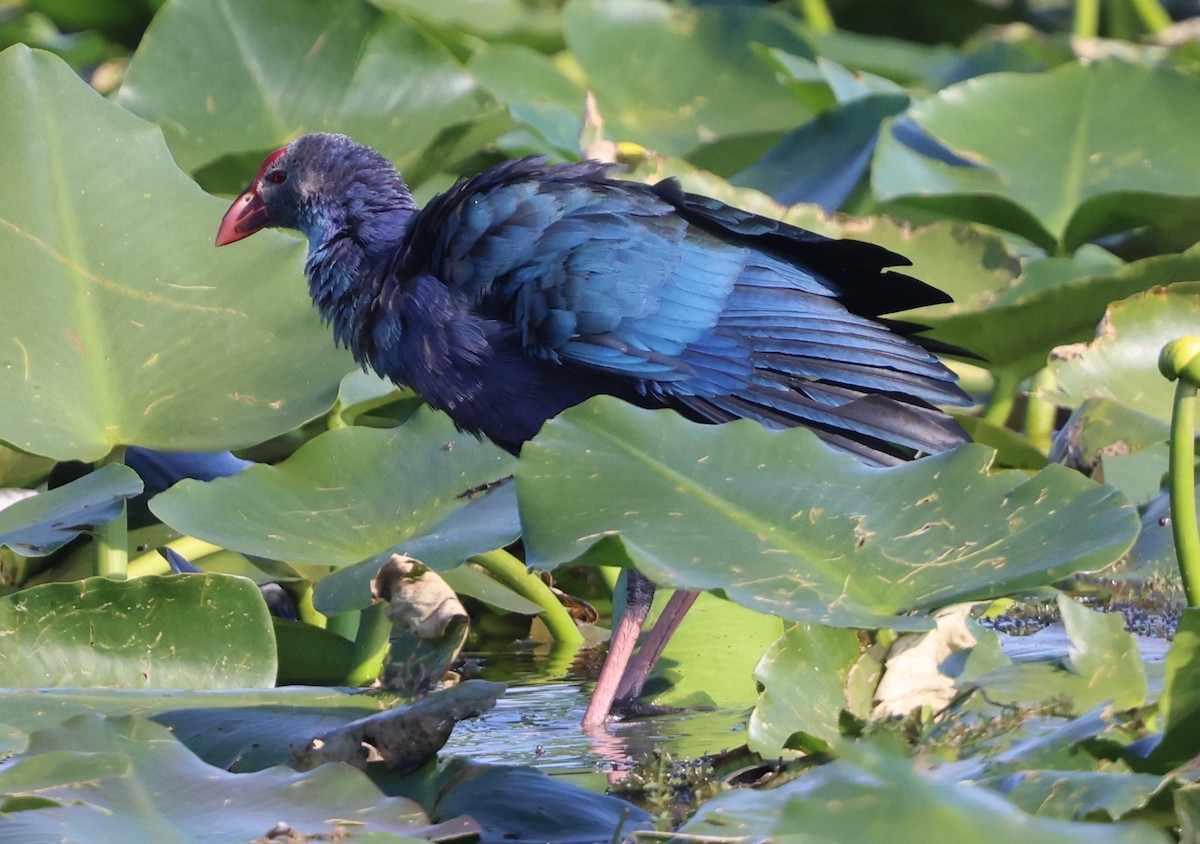 Gray-headed Swamphen - ML646478791