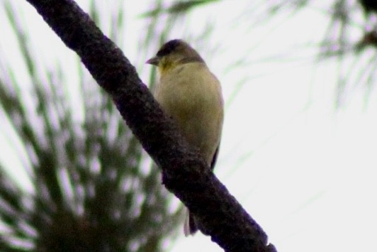 Lesser Goldfinch - ML646478792