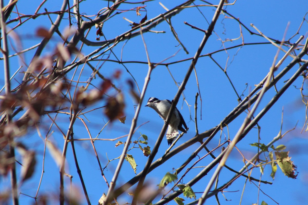 Downy Woodpecker - ML646478793