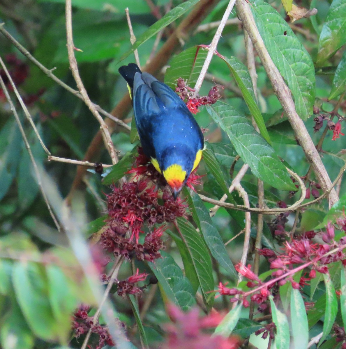Thick-billed Euphonia - ML646478794