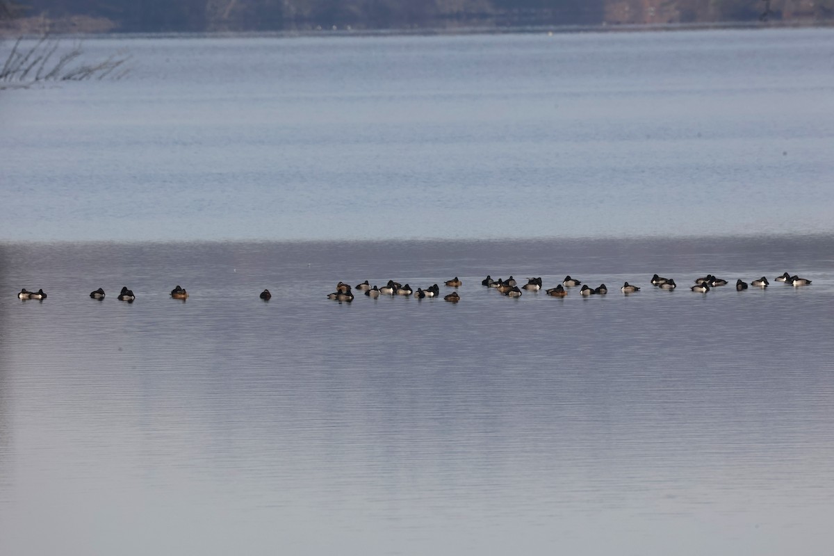Ring-necked Duck - ML646478795