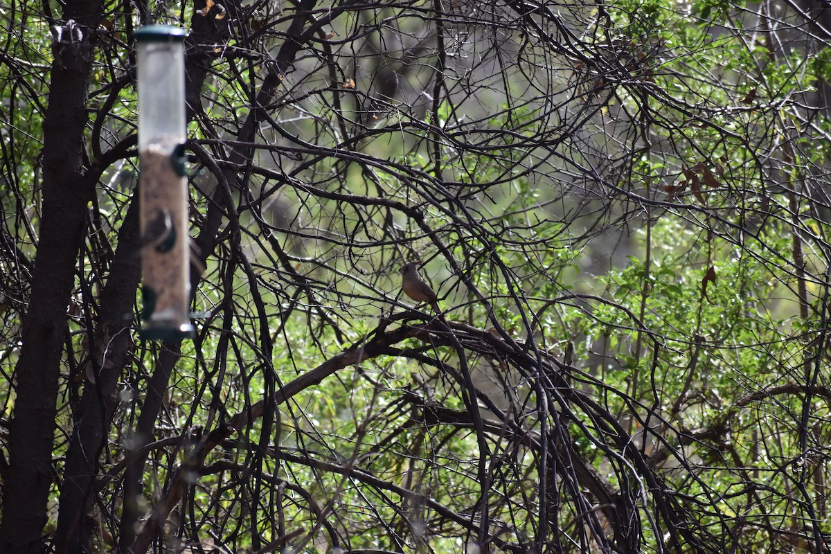 Pyrrhuloxia - ML646478796