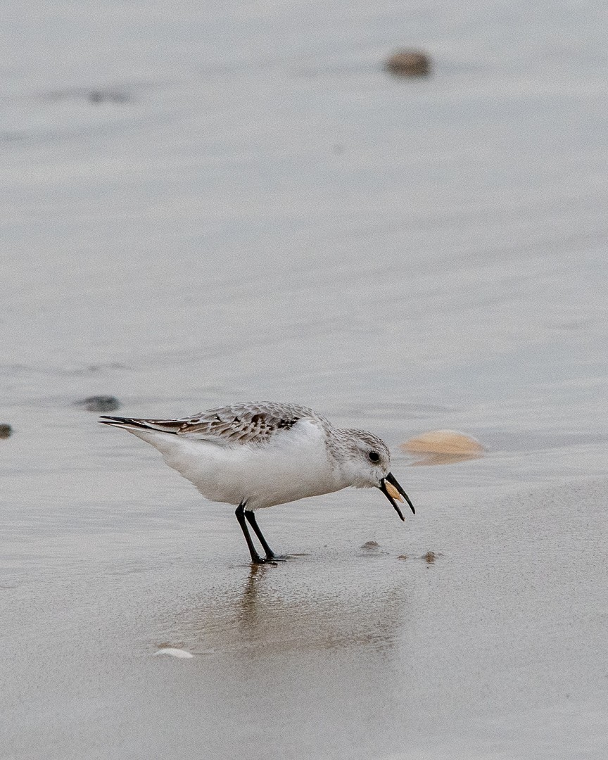 Sanderling - ML646478797