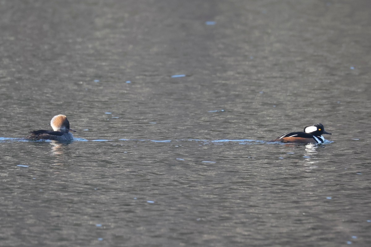 Hooded Merganser - ML646478799