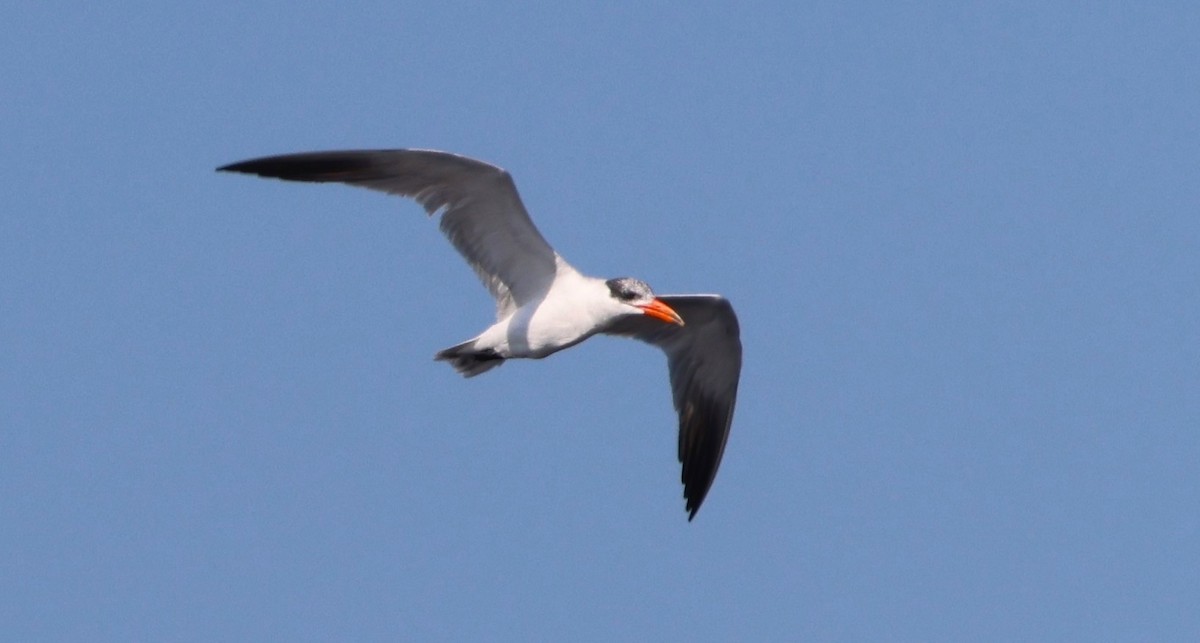 Морин хараалай - ML646478804