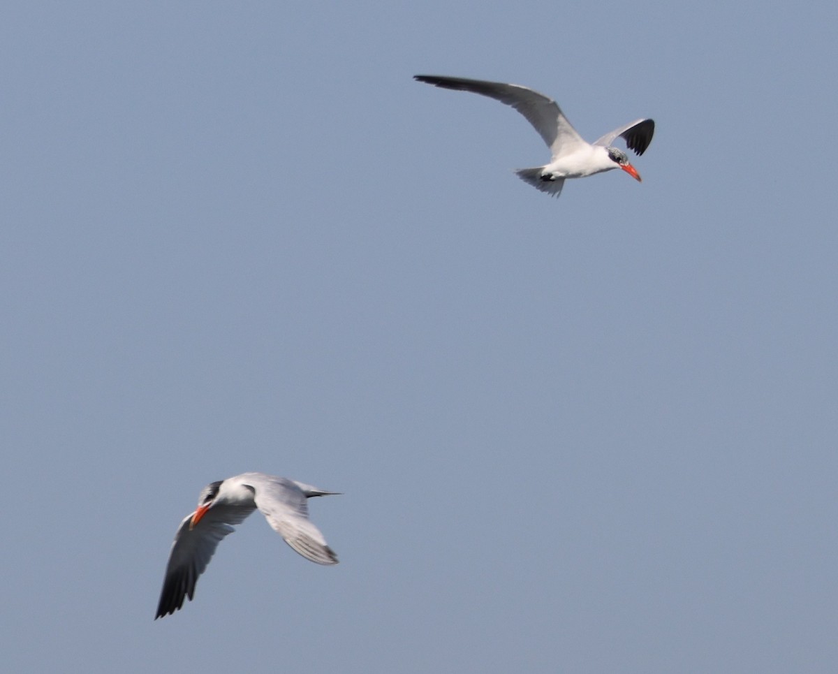 Морин хараалай - ML646478805